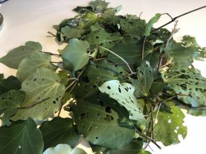 Kawakawa - die Pflanze des Glücks mit Herzform